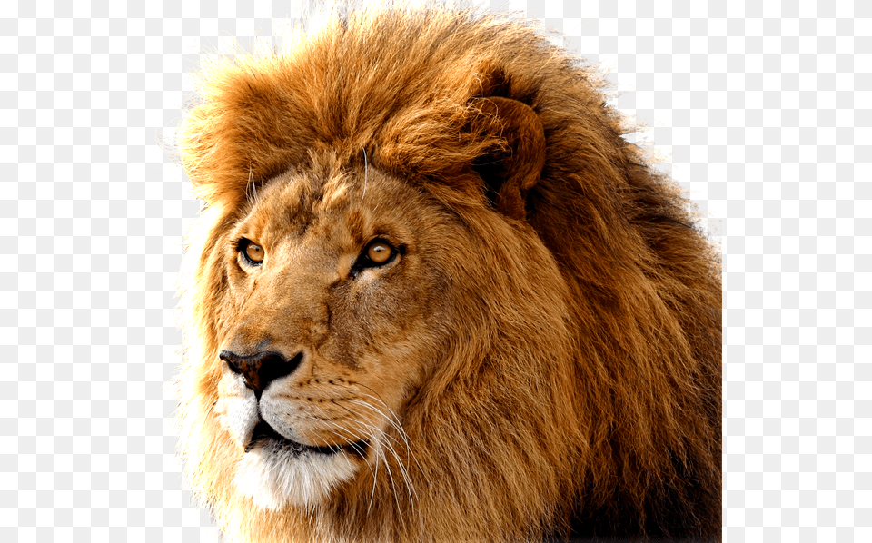 Lion, Animal, Mammal, Wildlife Free Transparent Png