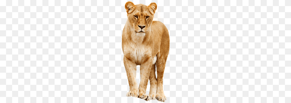 Lion Animal, Mammal, Wildlife Free Png