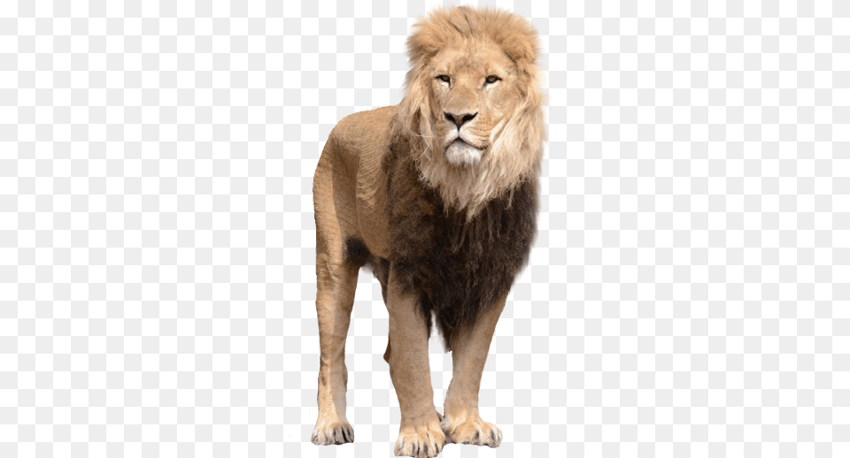 Lion, Animal, Mammal, Wildlife Png Image