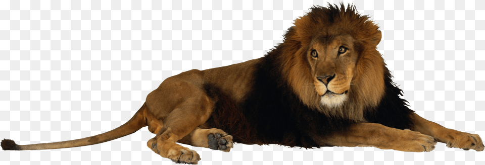 Lion, Animal, Mammal, Wildlife Png