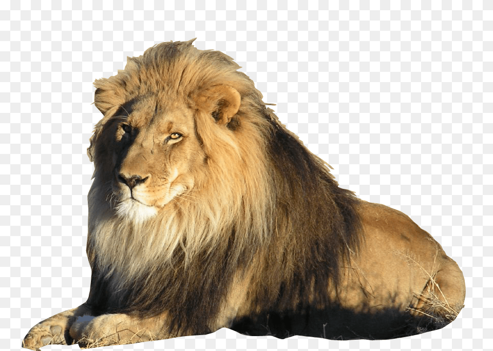Lion, Animal, Mammal, Wildlife Free Png Download
