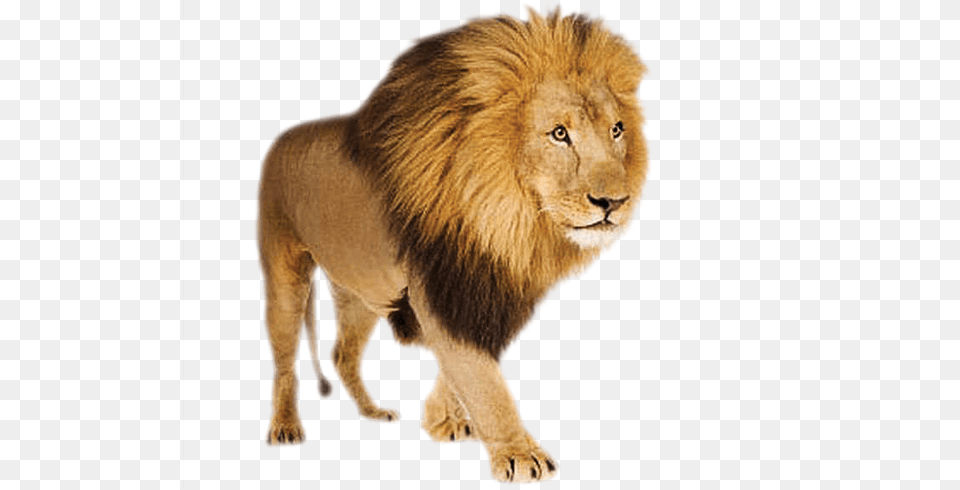 Lion, Animal, Mammal, Wildlife Png Image