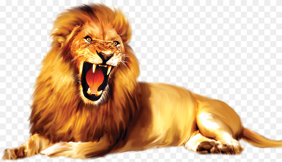 Lion, Animal, Mammal, Wildlife Png