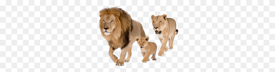 Lion, Animal, Mammal, Wildlife Png Image