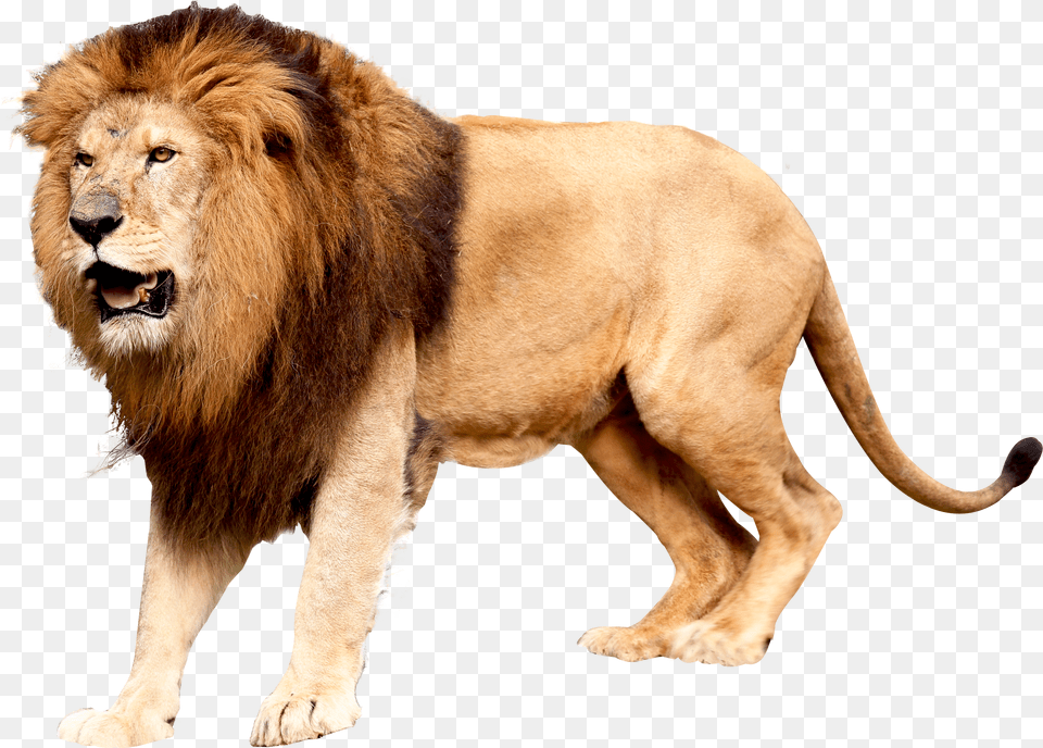 Lion Free Png