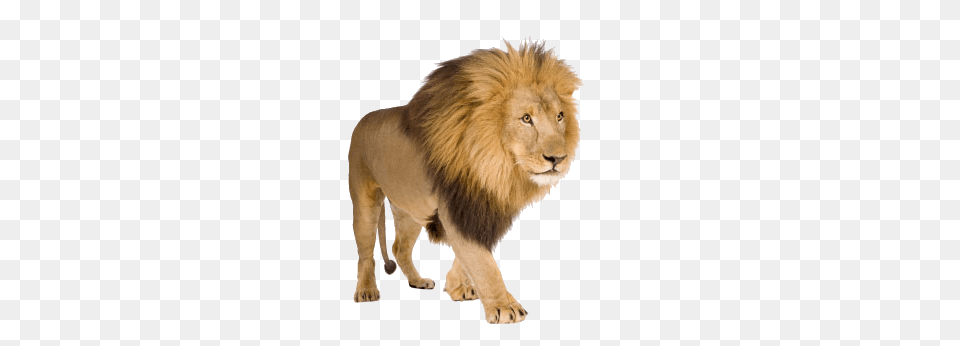 Lion, Animal, Mammal, Wildlife Png