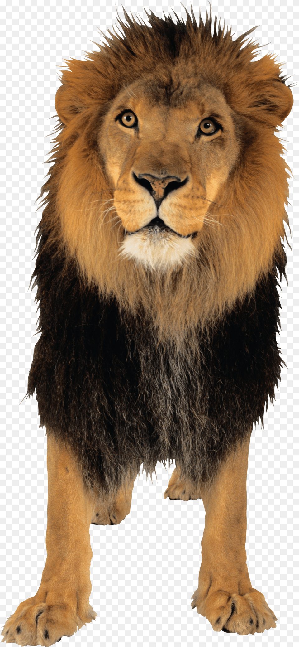 Lion, Animal, Mammal, Wildlife Free Transparent Png