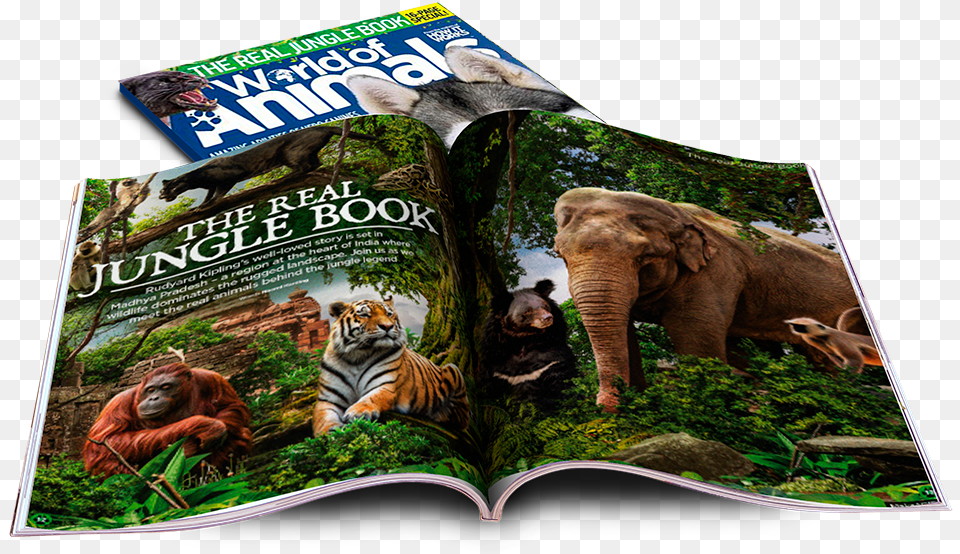Lion, Publication, Book, Wildlife, Tiger Free Png Download