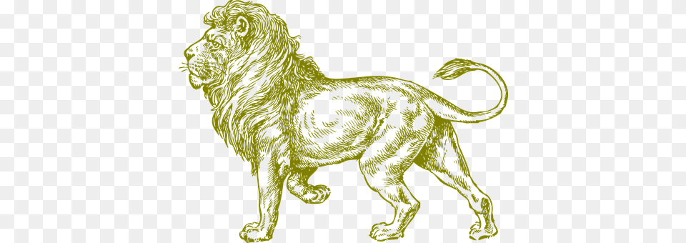 Lion Animal, Mammal, Wildlife, Canine Free Png Download
