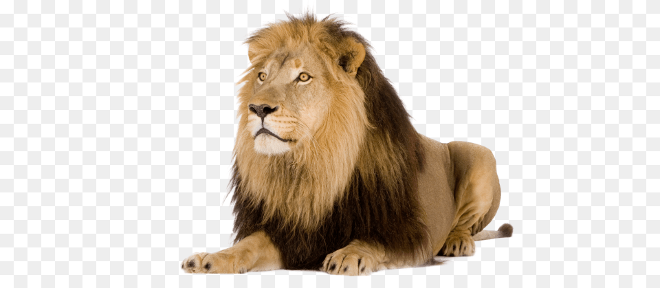 Lion, Animal, Mammal, Wildlife Png