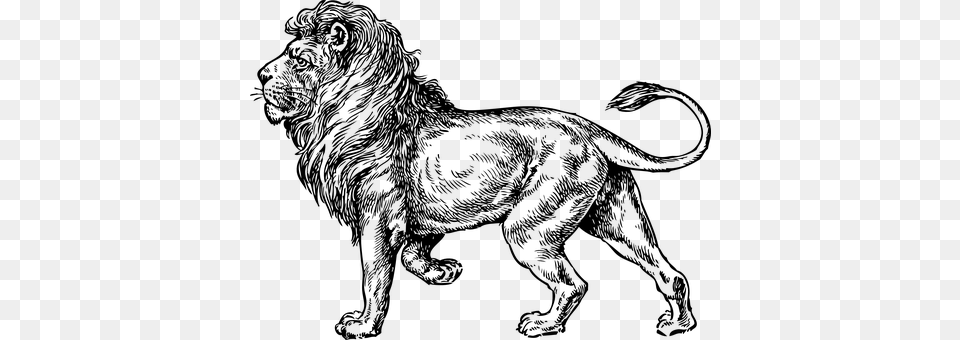 Lion Gray Free Png Download
