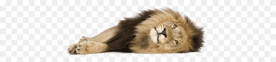 Lion, Animal, Mammal, Wildlife, Panther Png