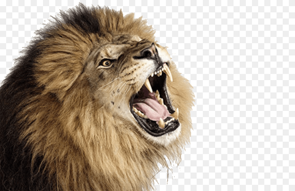 Lion, Animal, Mammal, Wildlife Free Transparent Png