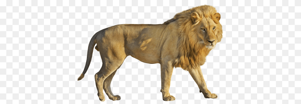 Lion, Animal, Mammal, Wildlife Png Image