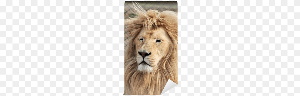 Lion, Animal, Mammal, Wildlife Free Png