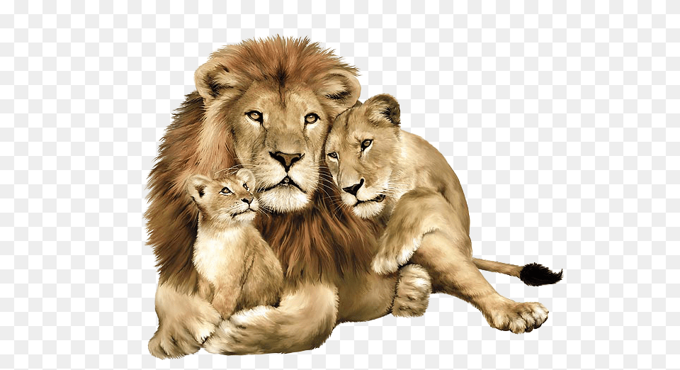 Lion, Animal, Mammal, Wildlife Free Png Download