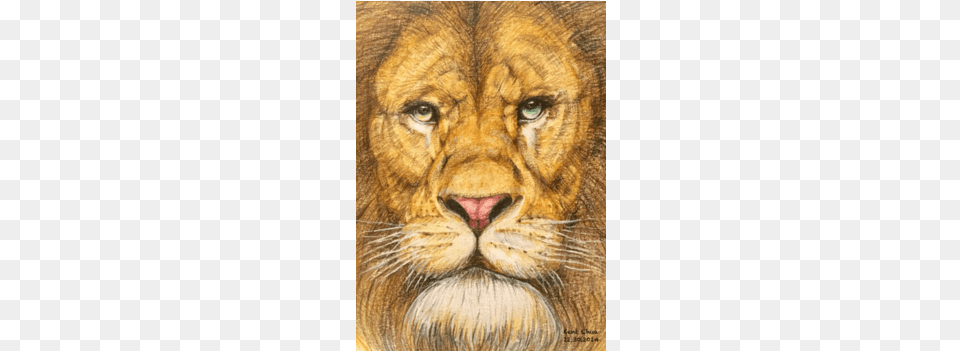 Lion, Animal, Mammal, Wildlife, Cheetah Png Image