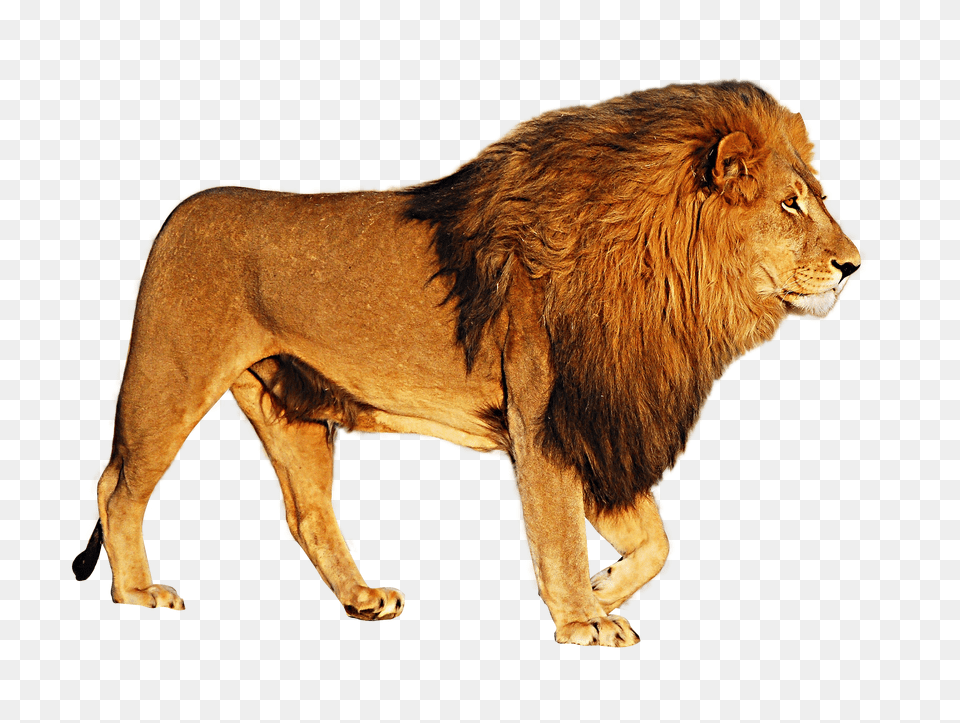 Lion Free Png