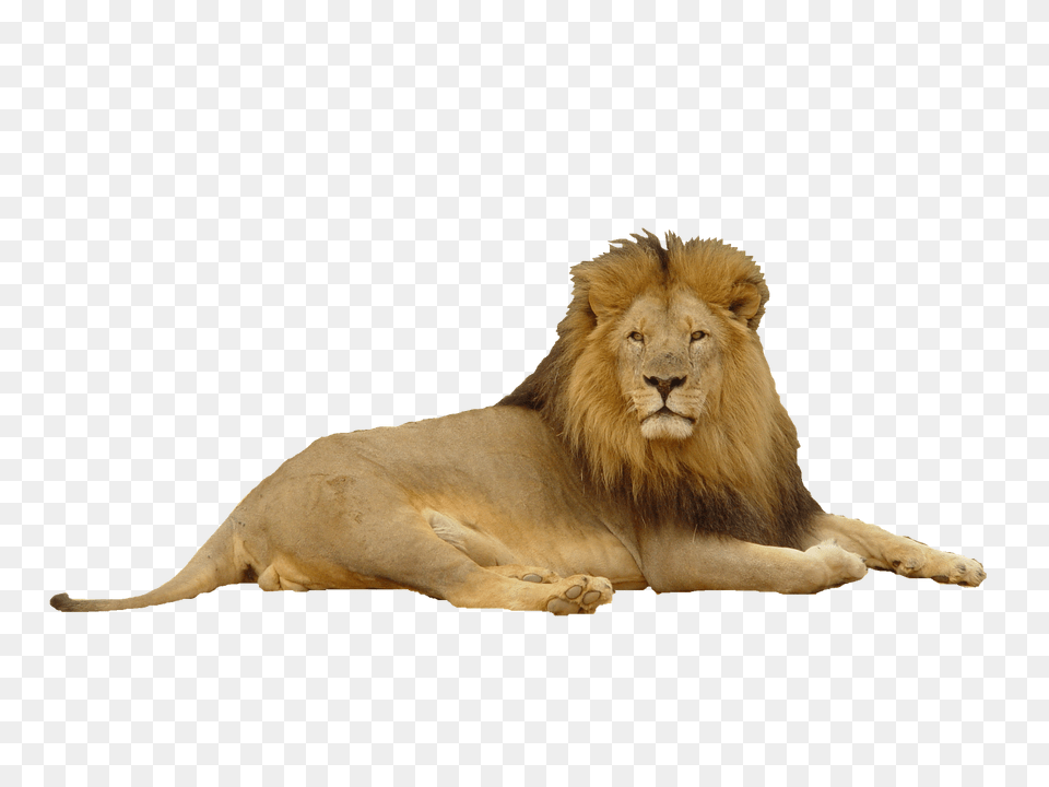 Lion, Animal, Mammal, Wildlife Png Image