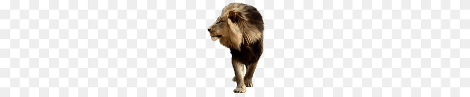 Lion, Animal, Mammal, Wildlife Free Png