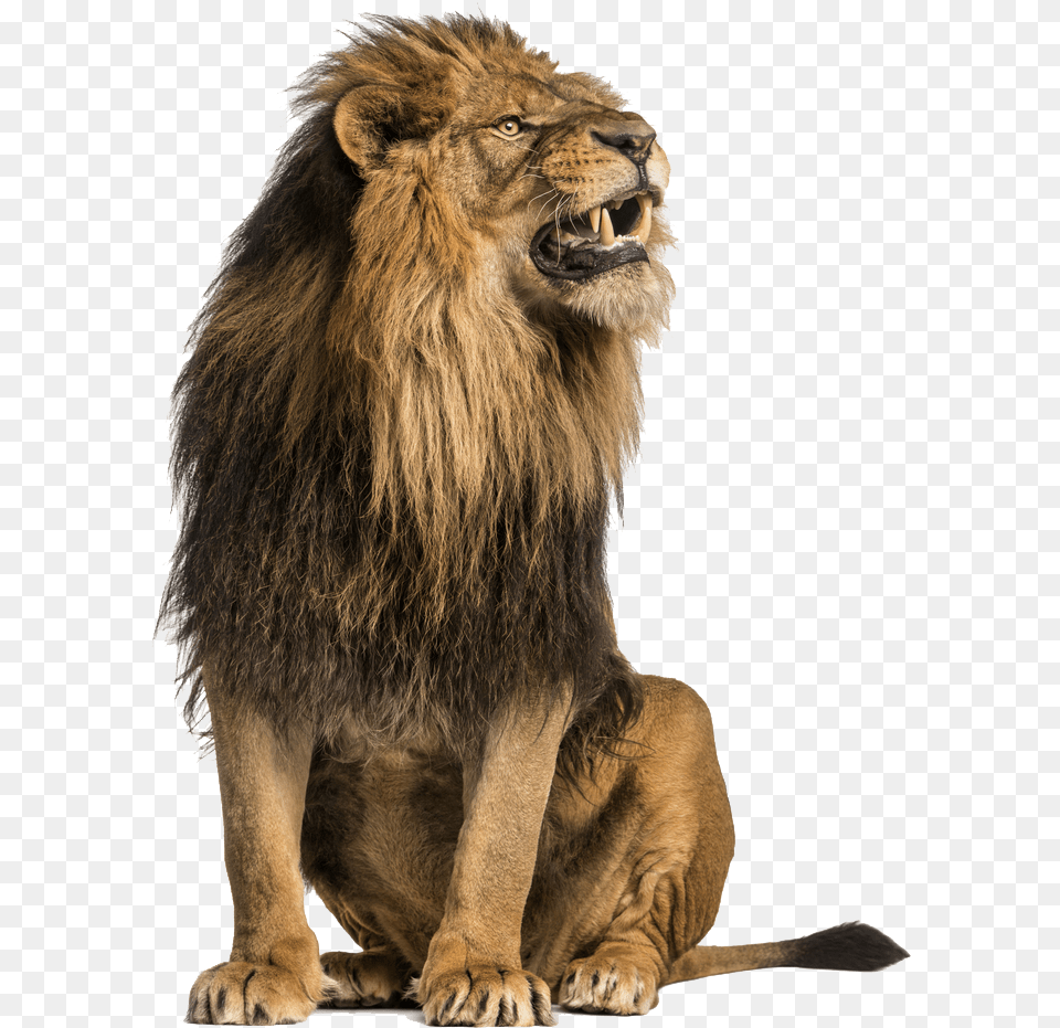 Lion, Animal, Mammal, Wildlife Free Png