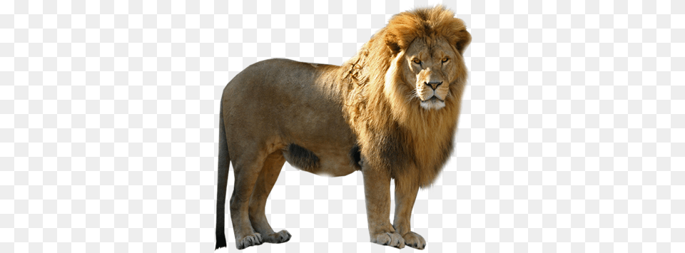 Lion, Animal, Mammal, Wildlife Free Png Download