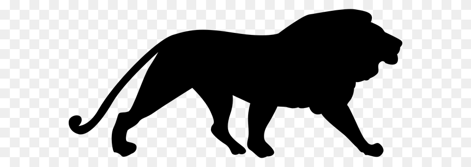 Lion Gray Png