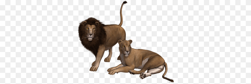 Lion, Animal, Mammal, Wildlife Png