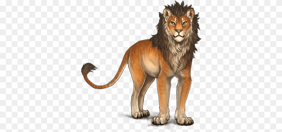 Lion, Animal, Mammal, Wildlife Free Png Download