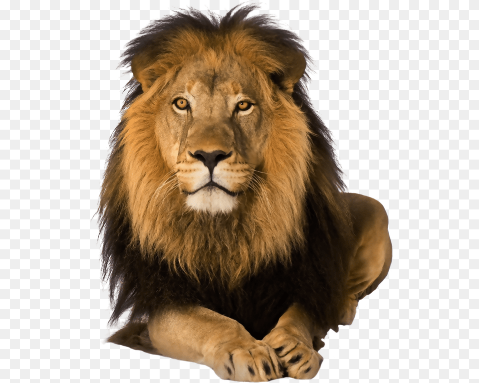 Lion, Animal, Mammal, Wildlife Free Transparent Png