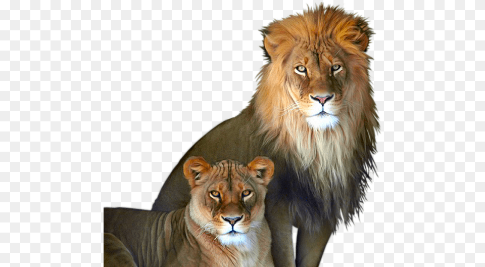 Lion And Lioness, Animal, Mammal, Wildlife Free Png