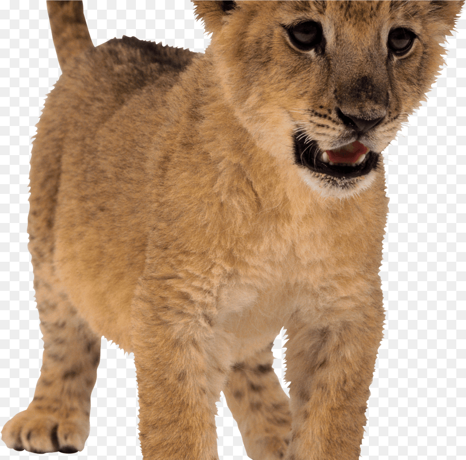 Lion Baby Lion Baby Lion No Background, Animal, Mammal, Wildlife Png