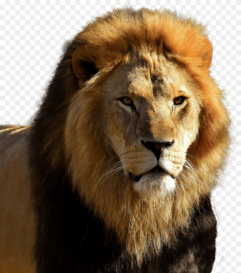 Lion Black Hair, Animal, Mammal, Wildlife Png Image