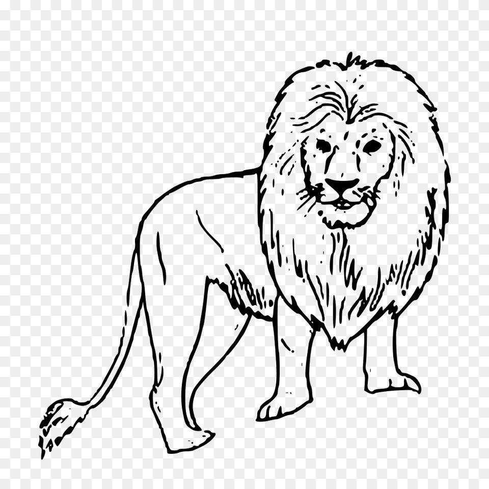 Lion Clipart, Gray Png Image