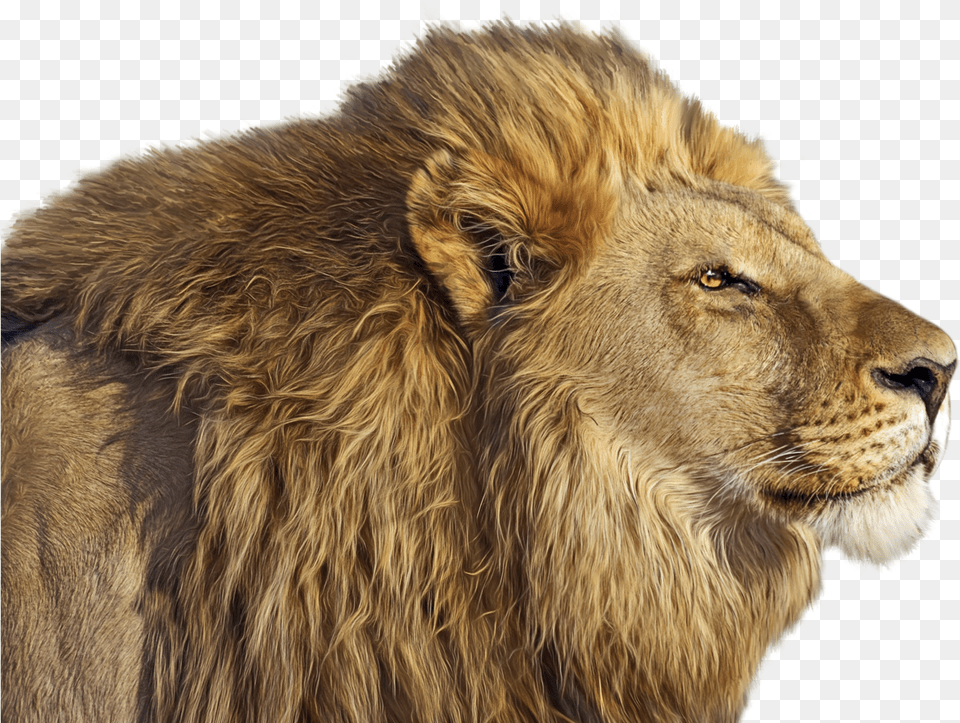 Lion Clipart Lion, Animal, Mammal, Wildlife Png
