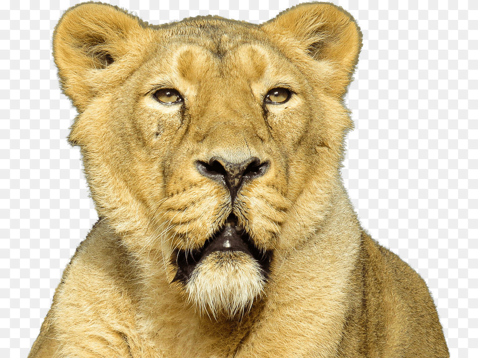 Lion Close Up, Animal, Mammal, Wildlife Free Transparent Png