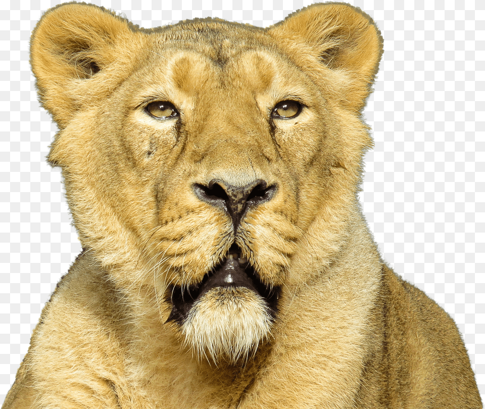 Lion Close Up Animales Carnivoros, Animal, Mammal, Wildlife Free Png Download