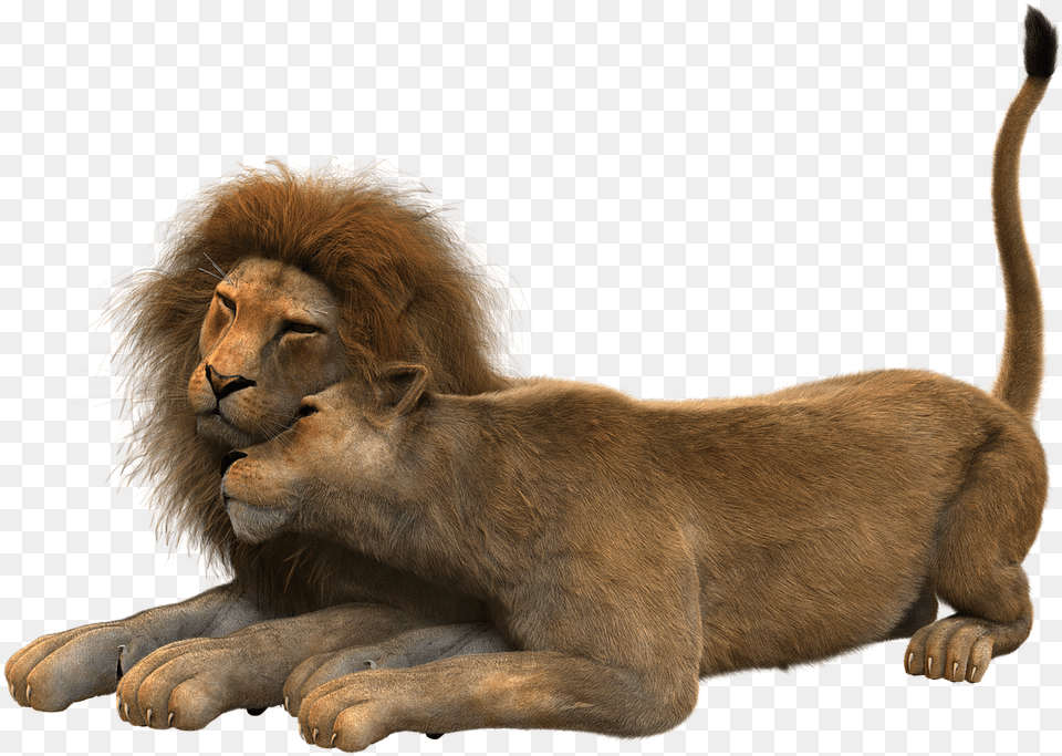 Lion Couple, Animal, Mammal, Wildlife Png Image