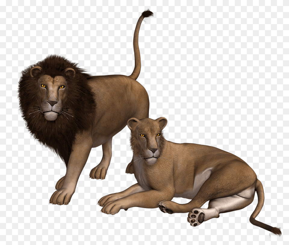 Lion Couple Clipart, Animal, Mammal, Wildlife Png Image