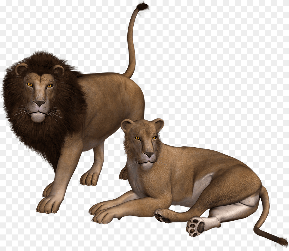 Lion Couple Clipart Transparent Lion And Lioness, Animal, Mammal, Wildlife Png