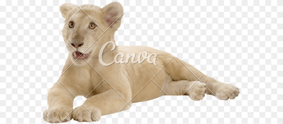 Lion Cub, Animal, Mammal, Wildlife, Canine Png Image