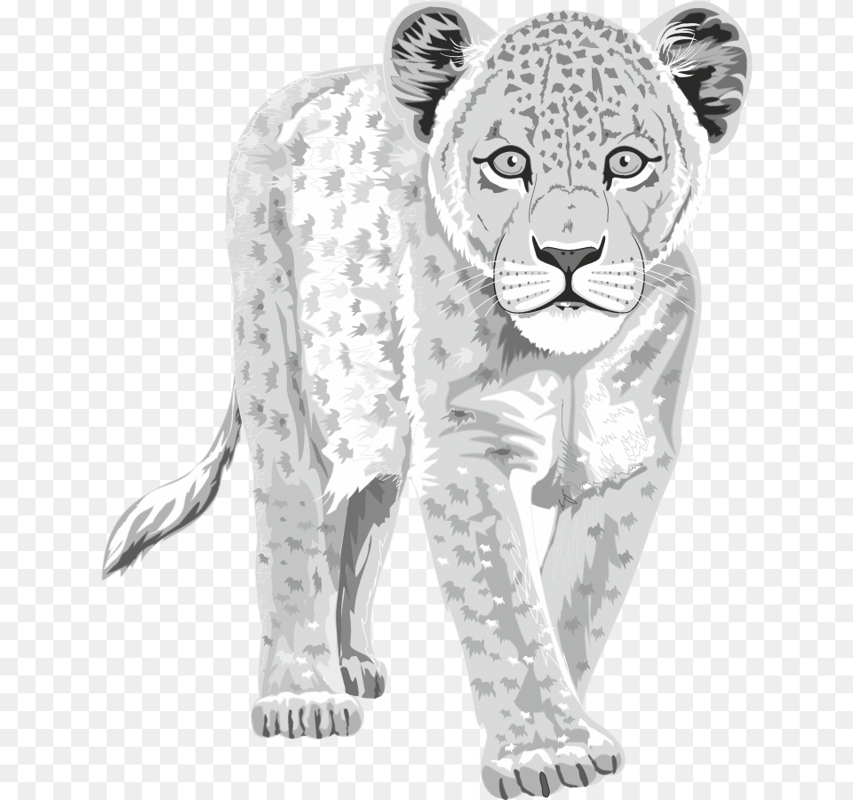 Lion Cub Snow Leopard Clipart, Animal, Mammal, Wildlife, Panther Free Png