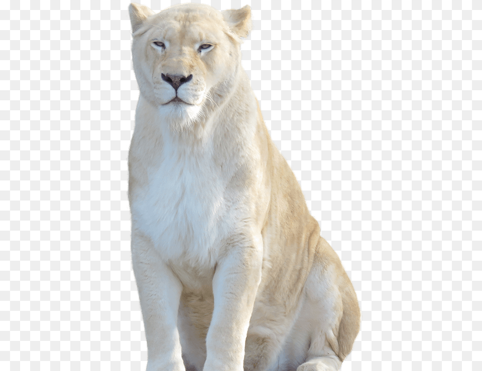 Lion Cub White Lion Background, Animal, Mammal, Wildlife Free Transparent Png