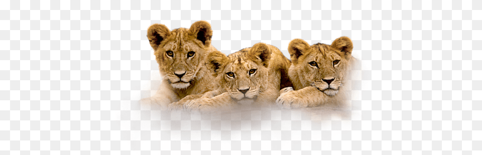 Lion Cubs Lion Cubs Photo Clock, Animal, Mammal, Wildlife Free Png Download