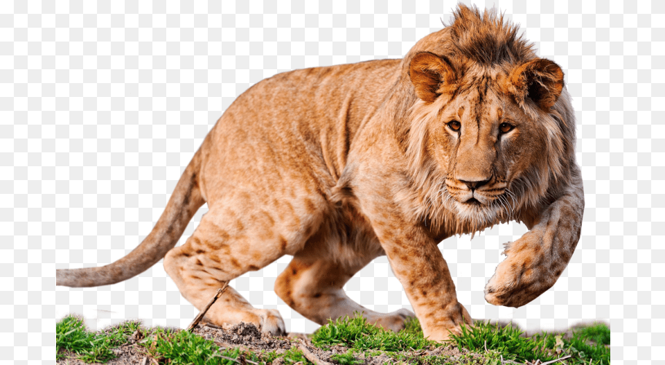 Lion Desktop Wallpaper 4k Resolution High Definition Lion High Resolution, Animal, Mammal, Wildlife Png