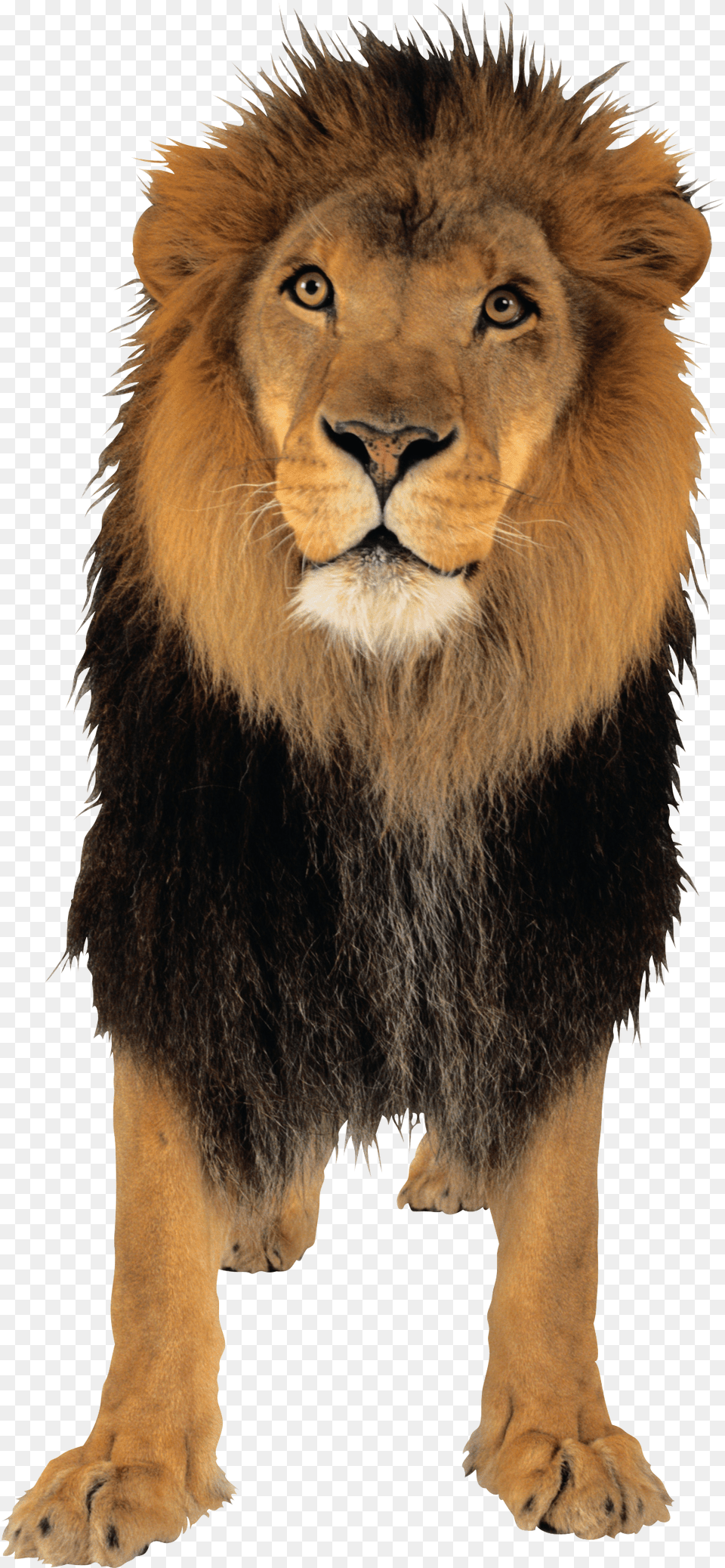 Lion Download Lion Sitting Transparent Background, Animal, Mammal, Wildlife Png