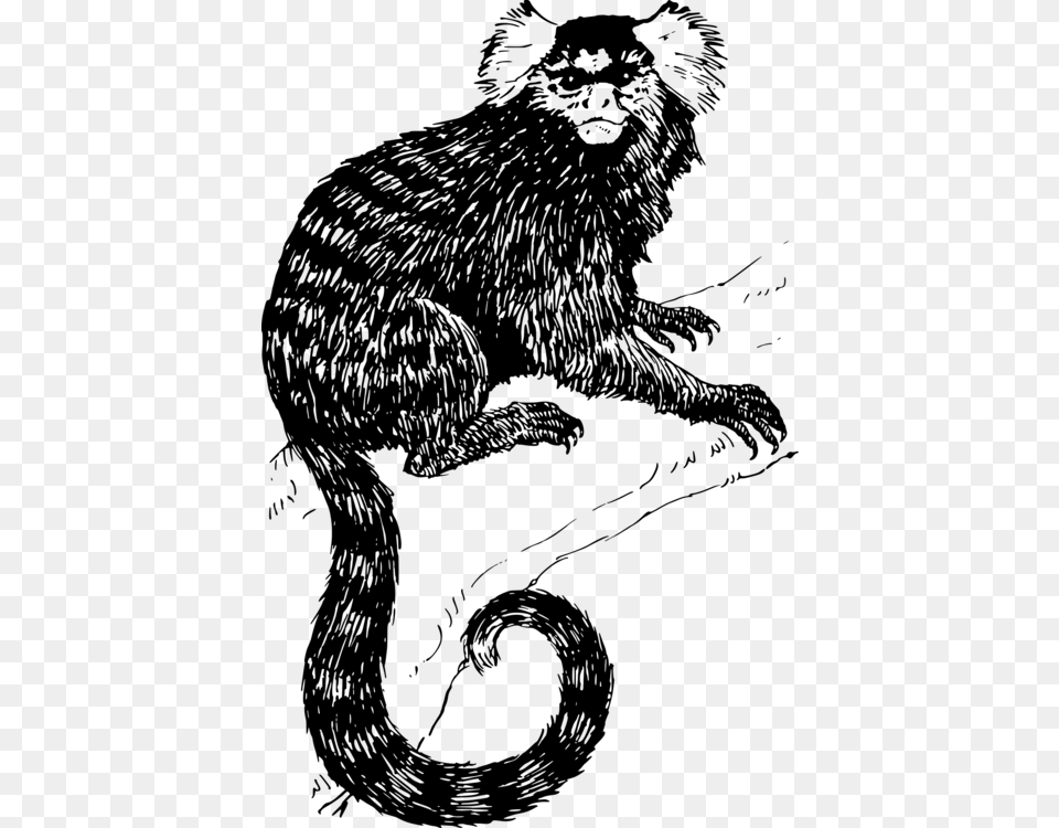 Lion Drawing Computer Icons Monkey Line Art Marmoset Clipart, Gray Free Png Download