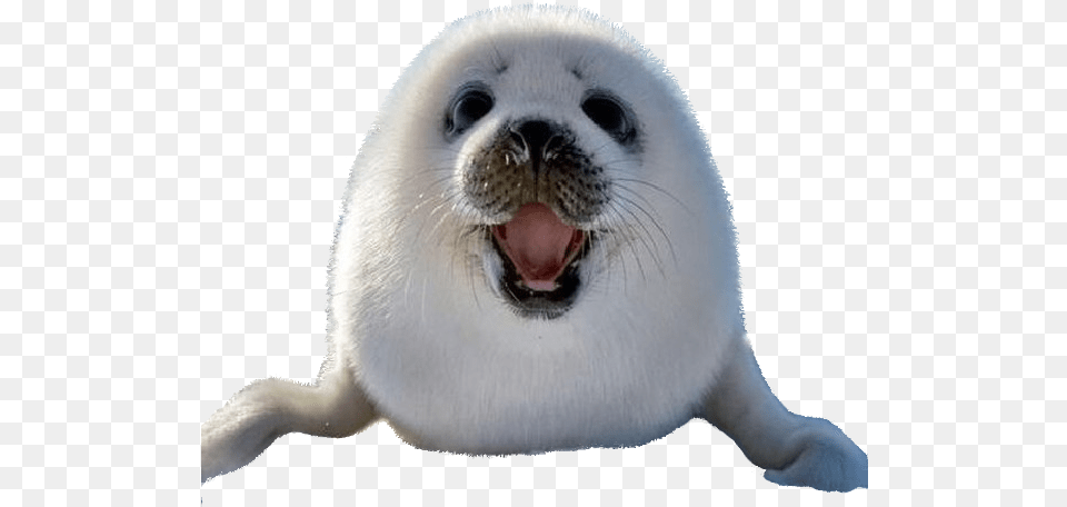 Lion Emoji, Animal, Mammal, Sea Life, Seal Free Png