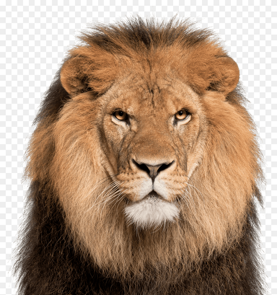 Lion Face White Background Download Lion Face, Animal, Mammal, Wildlife Png