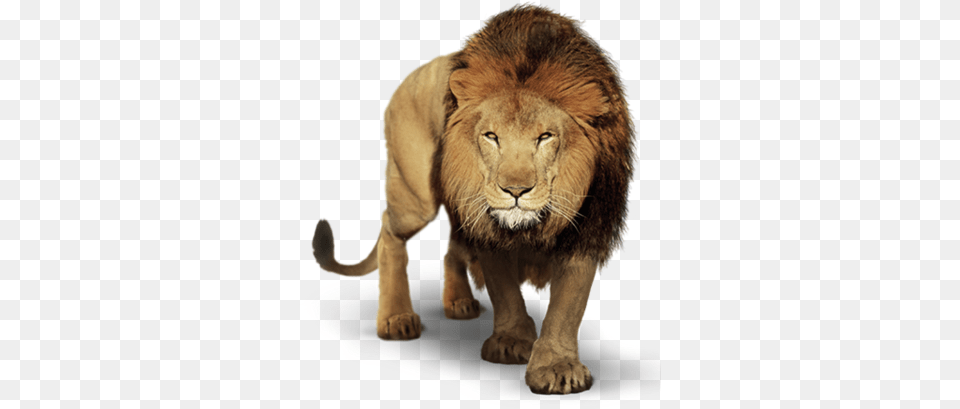 Lion For Picsart, Animal, Mammal, Wildlife Free Png Download